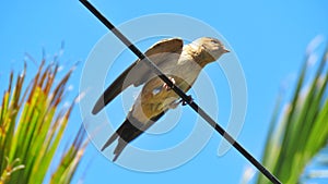 ÃÂ Red-rumped swallow golondrina daurica photo